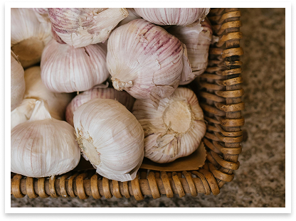 garlic