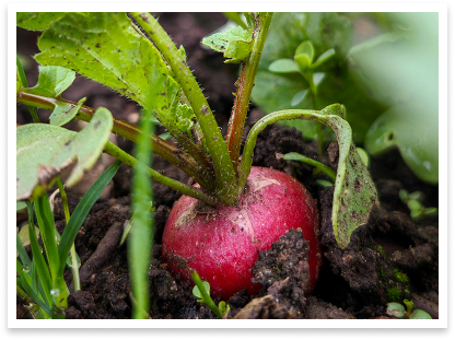 radish